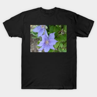 Clematis Fuji-Museme Flowers 1 T-Shirt